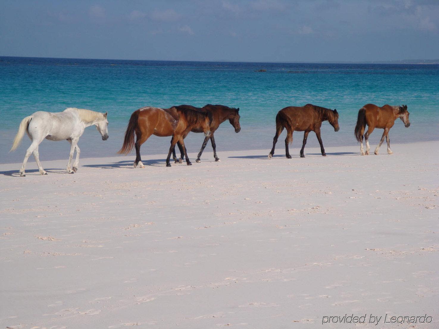 The Sugar Apple Lodging Dunmore Town المظهر الخارجي الصورة